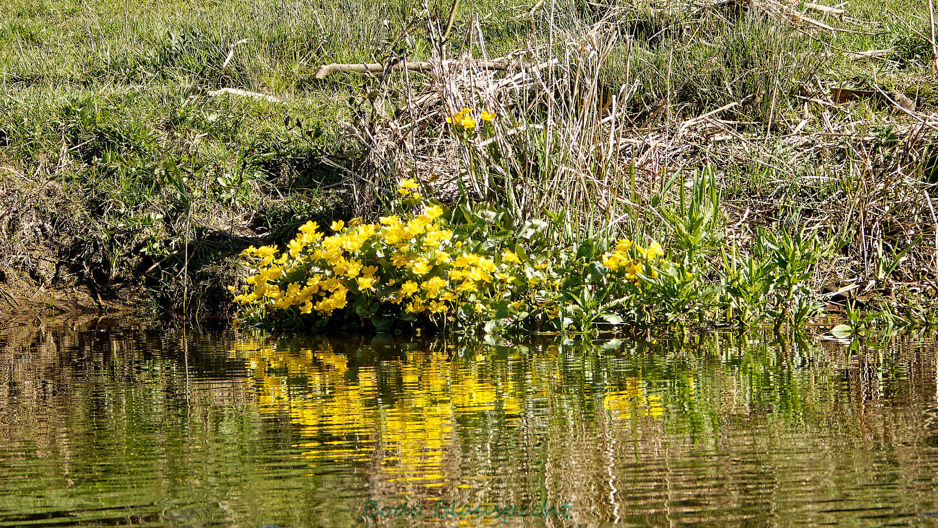 Pflanzen   Steveraue   2020.04.11 09.13 01 HD